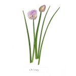 chives-640